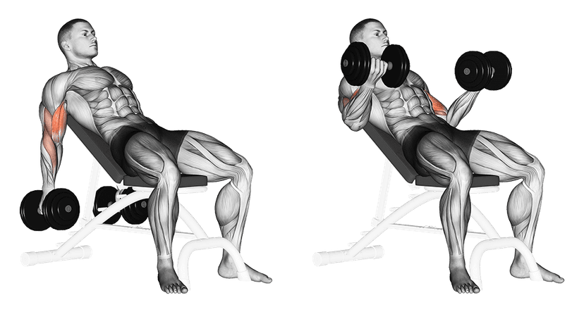 Curl incliné Curl incliné — illustration de l'exercice
