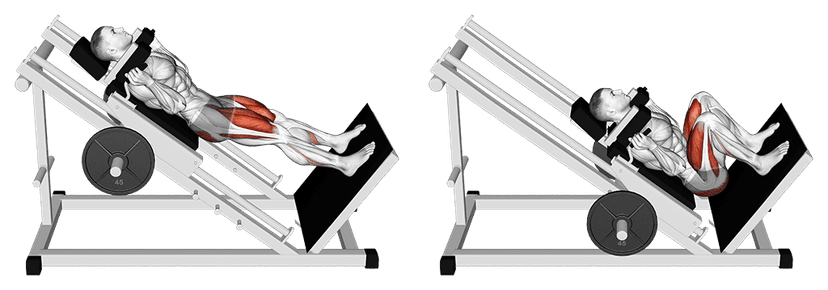 Hack squat Hack squat — illustration de l'exercice