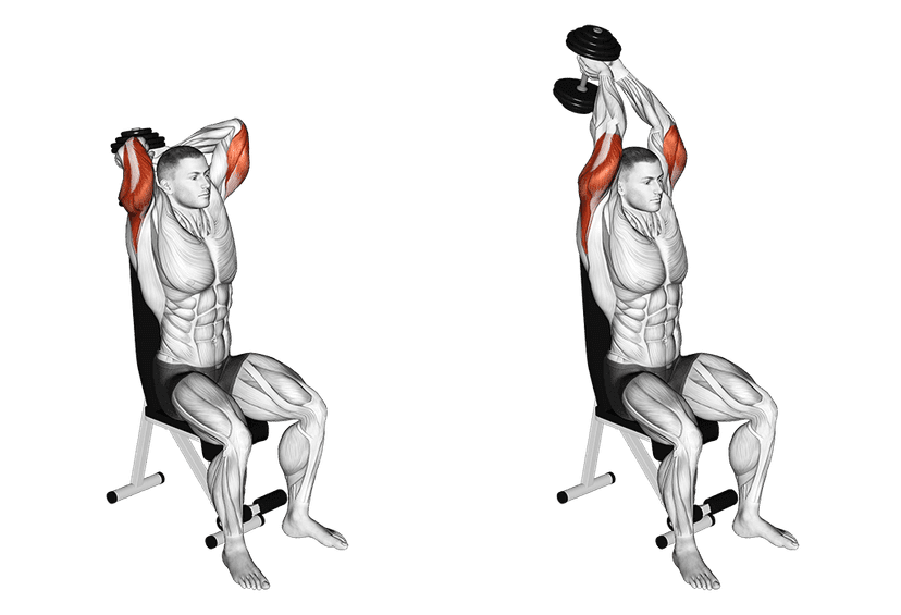Extension triceps aux haltères Extension triceps aux haltères — illustration de l'exercice