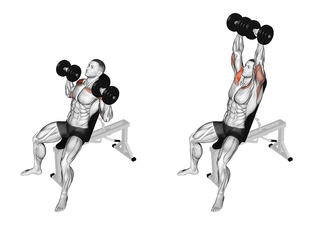 Développé assis avec haltères Développé assis avec haltères — exercice musculation