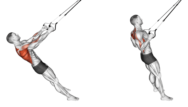 Rowing suspendu avec TRX Rowing suspendu avec TRX — exercice musculation
