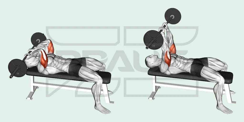 Illustration anatomique en deux temps : allongé sur un banc plat, le pratiquant descend une barre chargée derrière le front coudes pliés, puis la remonte bras tendus, triceps surligné en rouge.