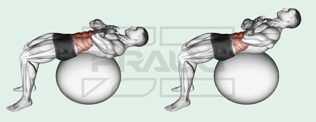 Pratiquant allongé sur un swiss ball, le ballon sous le bas du dos, pieds à plat au sol et bras croisés sur la poitrine, qui enroule le buste vers le haut ; le grand droit de l’abdomen est en rouge.