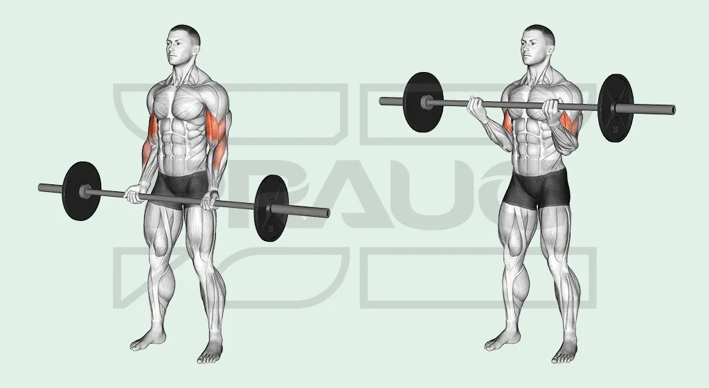Illustration anatomique d’un curl barre debout : barre tenue mains en supination contre les cuisses, puis montée devant la poitrine, biceps surlignés en rouge.