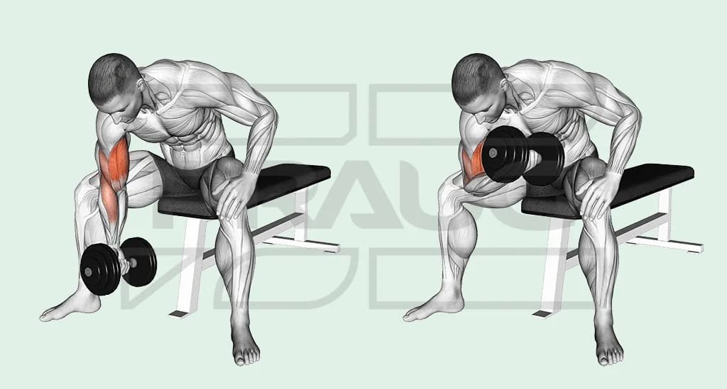Illustration anatomique d’un curl concentration assis sur un banc : coude calé contre l’intérieur de la cuisse, haltère en bas bras tendu puis monté vers l’épaule, biceps surligné en rouge.