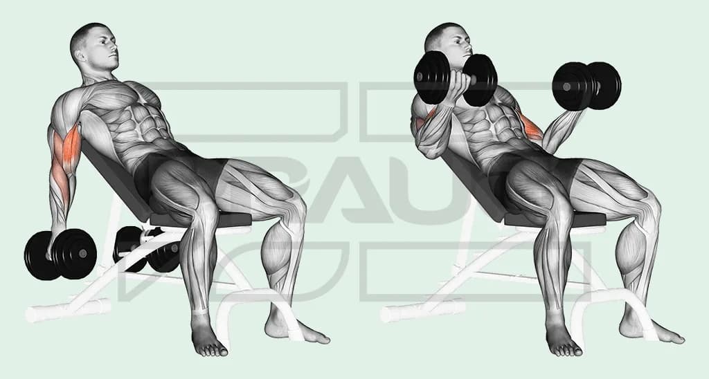 Illustration anatomique d’un curl incliné aux haltères : assis sur un banc incliné, bras pendants en arrière du buste, puis un haltère monté vers l’épaule, biceps surligné en rouge.