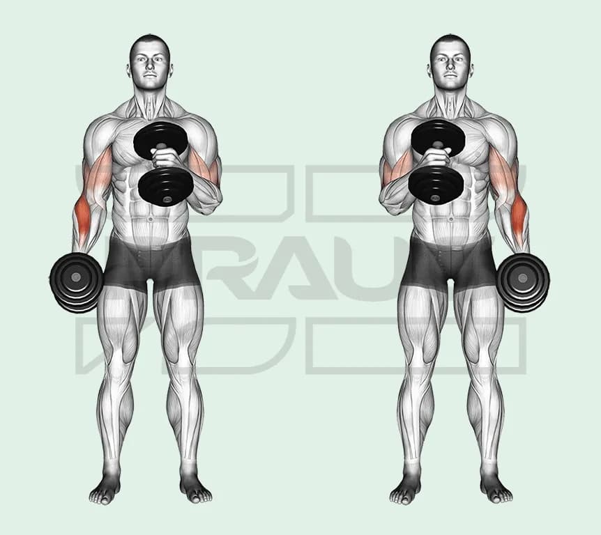 Illustration anatomique d’un curl marteau debout aux haltères : un bras monte l’haltère en prise neutre devant l’épaule, l’autre reste tendu, brachial et brachio-radial surlignés en rouge.