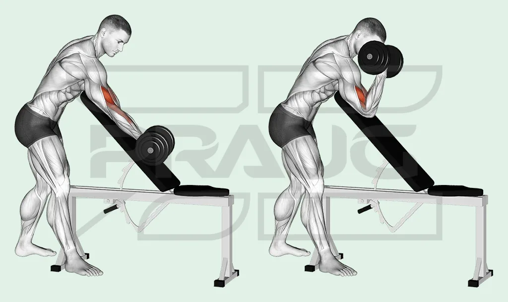 Illustration anatomique d’un curl pupitre debout : bras posé sur le dossier d’un banc incliné, haltère en bas puis monté vers l’épaule, biceps surligné en rouge.