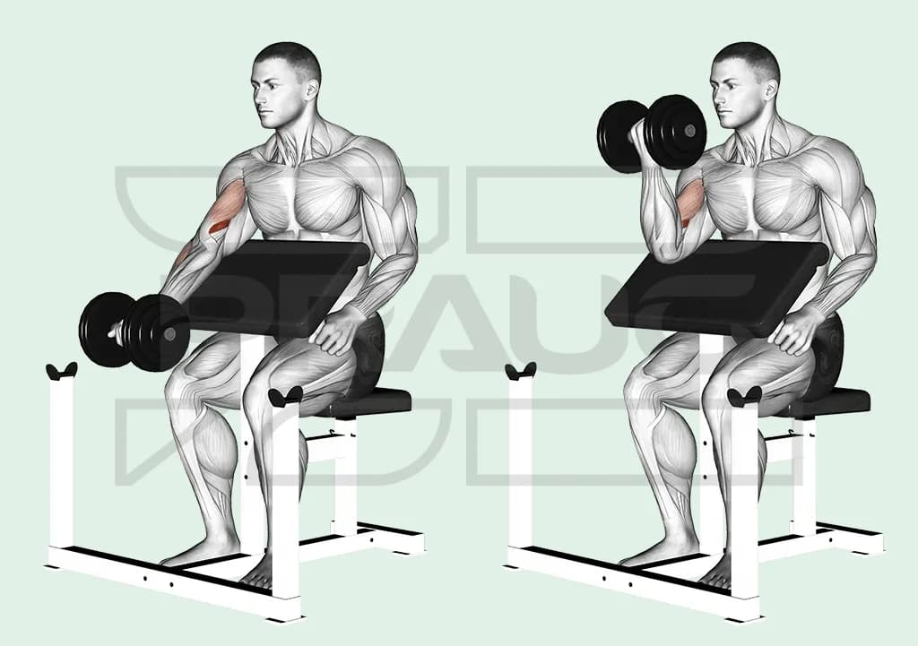 Illustration anatomique d’un curl pupitre assis à l’haltère : bras posé sur le pupitre, haltère en bas bras presque tendu puis monté devant l’épaule, biceps surligné en rouge.
