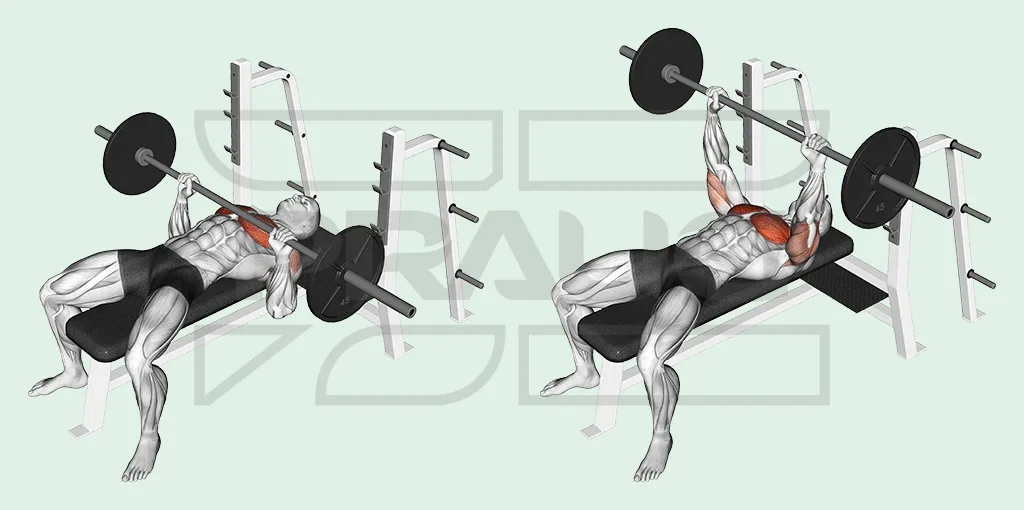 Pratiquant allongé sur un banc plat, barre descendue sur la poitrine puis poussée bras tendus, pectoraux et triceps surlignés.