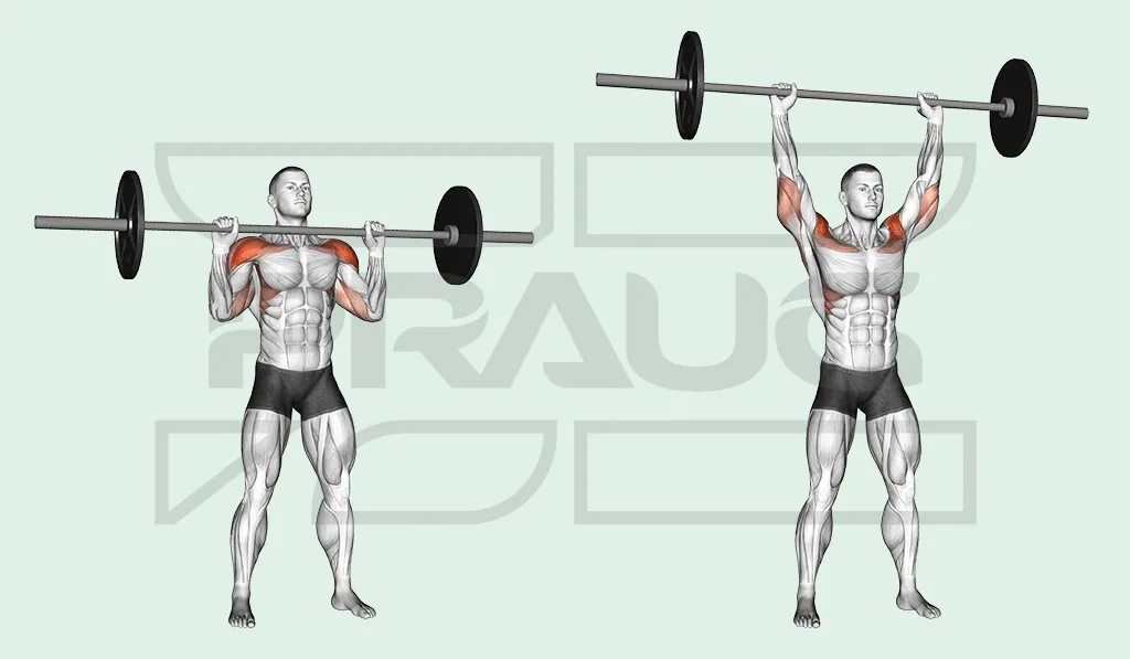 Pratiquant debout, barre posée à hauteur des clavicules puis poussée bras tendus au-dessus de la tête, deltoïdes et triceps en rouge.