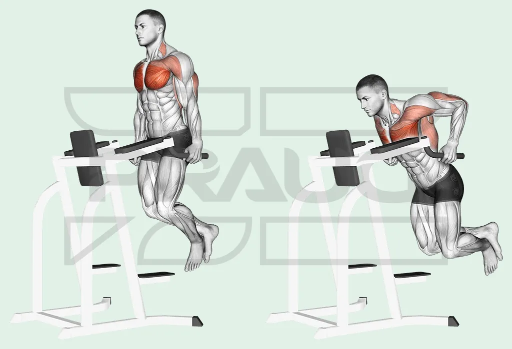 Pratiquant en appui sur des barres parallèles, bras tendus puis coudes fléchis et buste penché en avant, pectoraux et triceps surlignés.