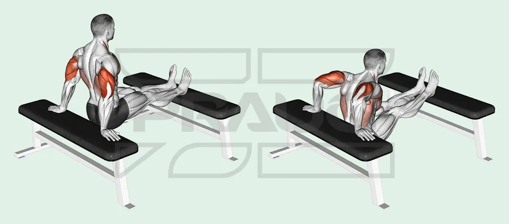 Illustration anatomique en deux temps : mains sur un banc derrière lui, talons posés sur un second banc, le pratiquant descend en pliant les coudes puis remonte bras tendus, triceps surligné en rouge.