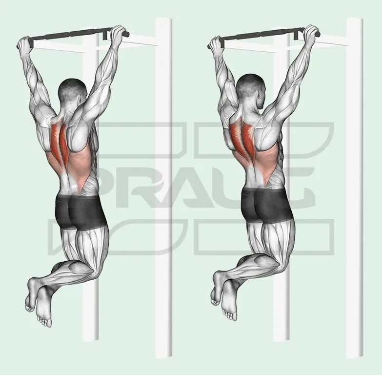 Traction scapulaire : suspendu bras tendus, les omoplates s’abaissent pour soulever légèrement le corps.