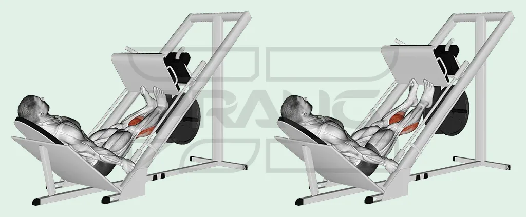 Pratiquant installé dans une presse à cuisses, jambes presque tendues, seuls les avant-pieds en appui en bas du plateau, en extension des chevilles.