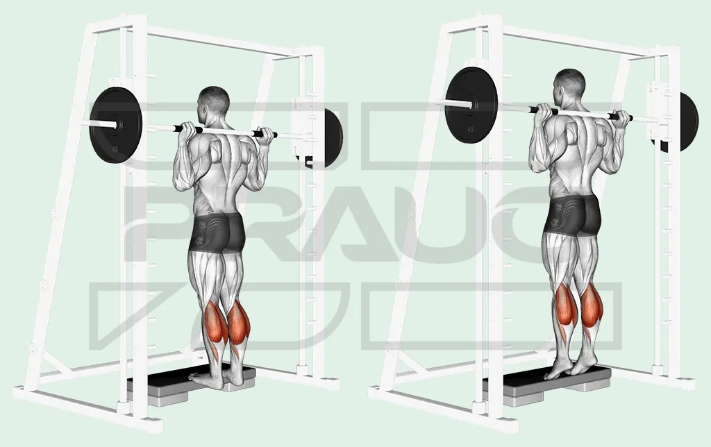 Pratiquant debout sous la barre d’une Smith machine posée sur le haut du dos, avant-pieds sur une cale, en extension des mollets sur la pointe des pieds.