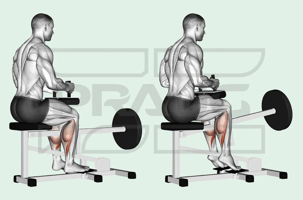Pratiquant assis sur une machine à mollets, genoux fléchis à angle droit sous le coussin, avant-pieds sur la plateforme, en extension de la cheville.