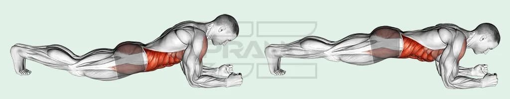 Pratiquant en planche sur les avant-bras, corps aligné des épaules aux talons, puis bassin rentré, abdominaux mis en évidence en rouge.