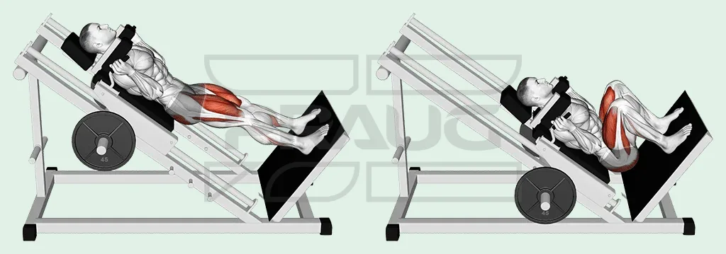 Illustration anatomique d’un hack squat sur machine inclinée : dos contre le chariot, épaules sous les appuis, jambes presque tendues puis genoux pliés en position basse.