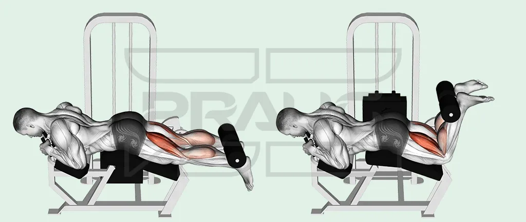 Pratiquant allongé sur le ventre sur une machine à leg curl, en deux temps : jambes tendues sous le rouleau, puis talons ramenés vers les fesses, ischio-jambiers surlignés en rouge.