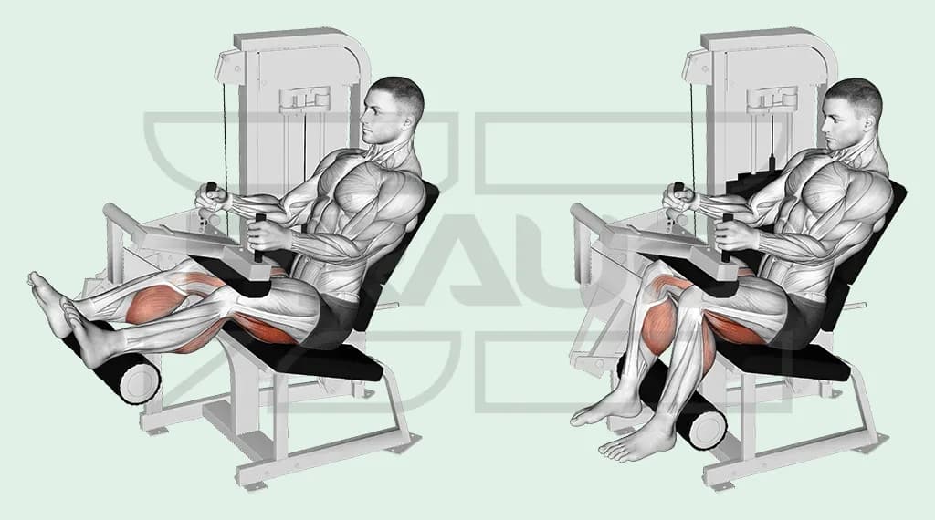 Homme assis sur une machine à leg curl, en deux temps : jambes tendues sur le rouleau, puis genoux pliés, ischio-jambiers surlignés en rouge.