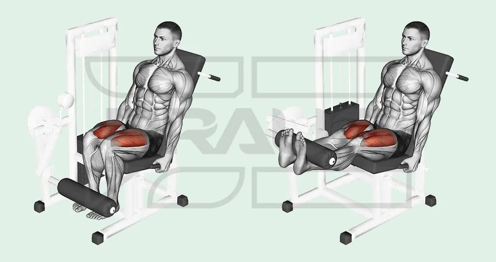 Homme assis sur une machine à leg extension, montré genoux fléchis puis jambes tendues, boudin sur le bas des tibias, quadriceps colorés en rouge.