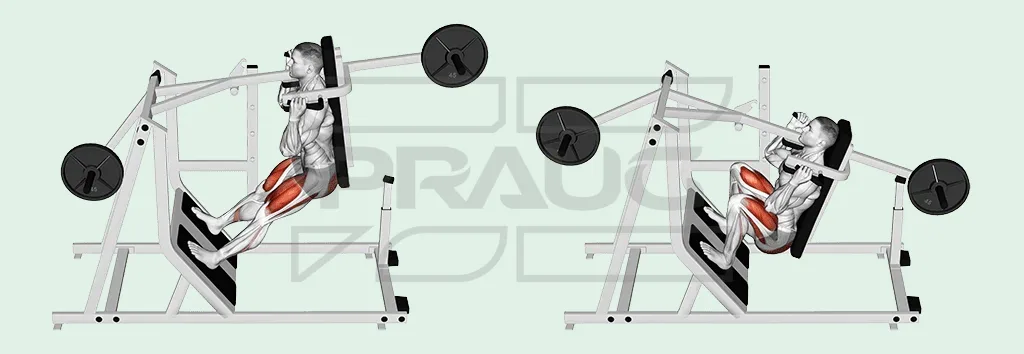 Illustration anatomique d’un pendulum squat : dos contre le dossier, épaules sous les appuis, d’abord jambes presque tendues puis genoux pliés en position basse, quadriceps surlignés.