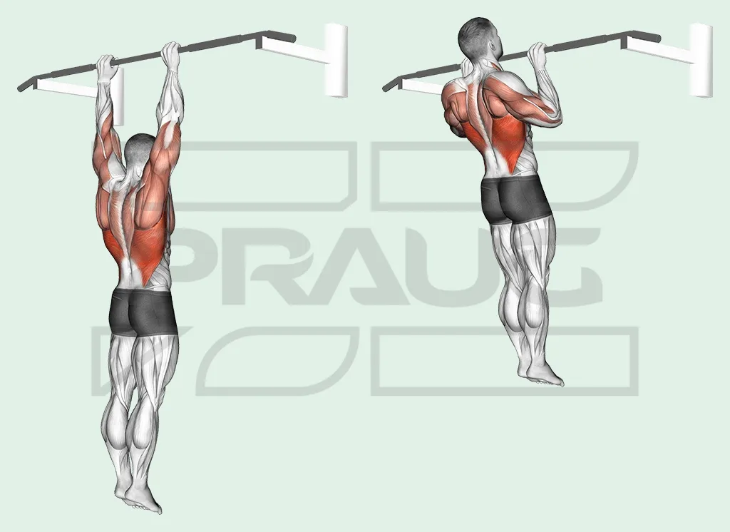 Tractions en pronation vues de dos : suspendu bras tendus, puis menton au-dessus de la barre