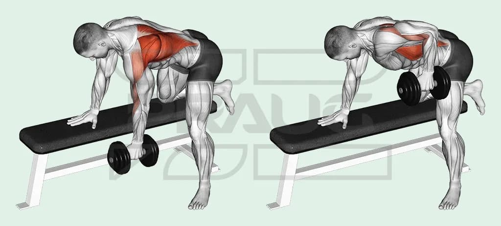 Illustration anatomique d’un rowing haltère à un bras, main et genou en appui sur un banc plat : bras tendu sous l’épaule, puis haltère tiré à la hanche, grand dorsal surligné en rouge.