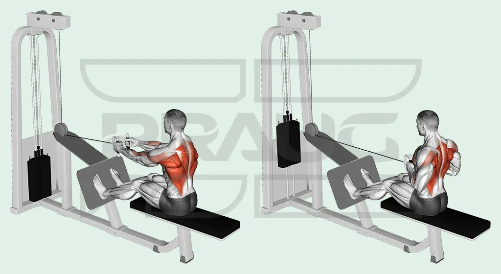 Illustration anatomique d’un rowing assis à la poulie basse, vu de trois quarts arrière : bras tendus vers la poignée, puis poignée ramenée vers l’abdomen, muscles du dos surlignés en rouge.