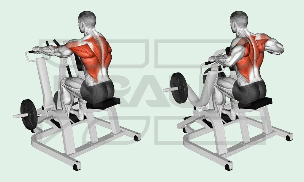 Illustration anatomique d’un rowing assis sur machine chargée de disques, vu de dos : bras tendus vers les poignées, puis coudes tirés en arrière, muscles du dos surlignés en rouge.