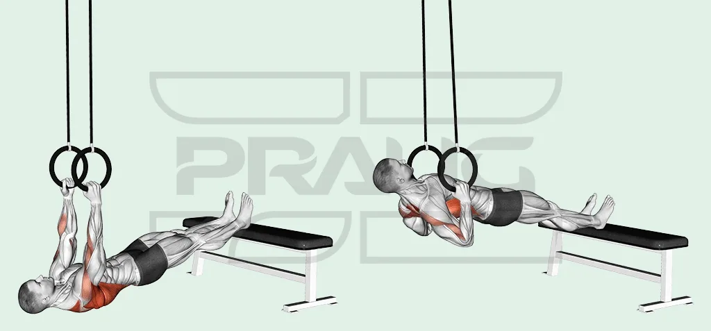 Rowing aux anneaux de gymnastique, pieds posés sur un banc : corps horizontal bras tendus, puis poitrine tirée jusqu’aux anneaux.