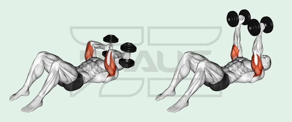 Illustration anatomique en deux temps : allongé au sol, genoux fléchis, le pratiquant descend deux haltères en prise neutre vers le front, puis les remonte bras tendus, triceps surligné en rouge.