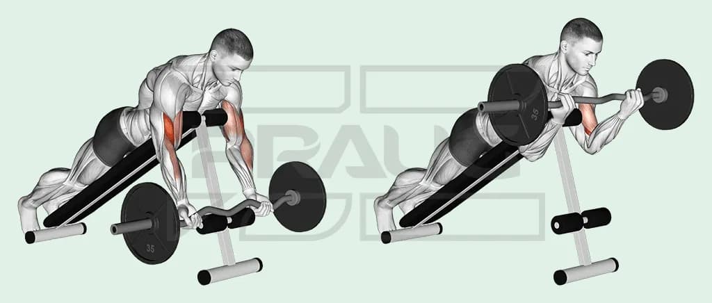 Illustration anatomique d’un spider curl à la barre EZ : buste posé sur un banc incliné, bras pendants à la verticale, puis barre montée vers les épaules, biceps surlignés en rouge.