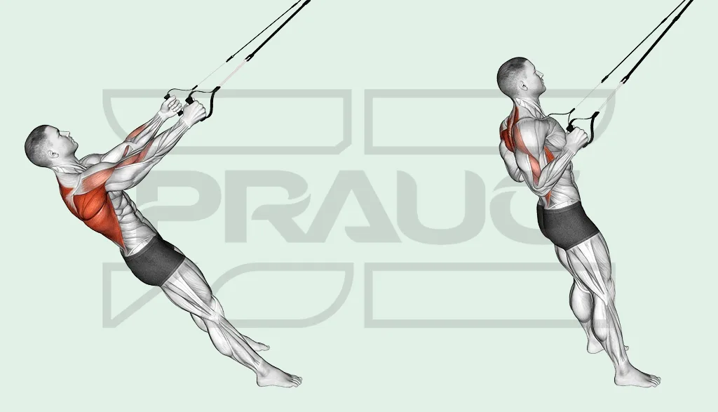 Rowing suspendu avec des sangles TRX : corps incliné en arrière bras tendus, puis poitrine tirée vers les poignées.