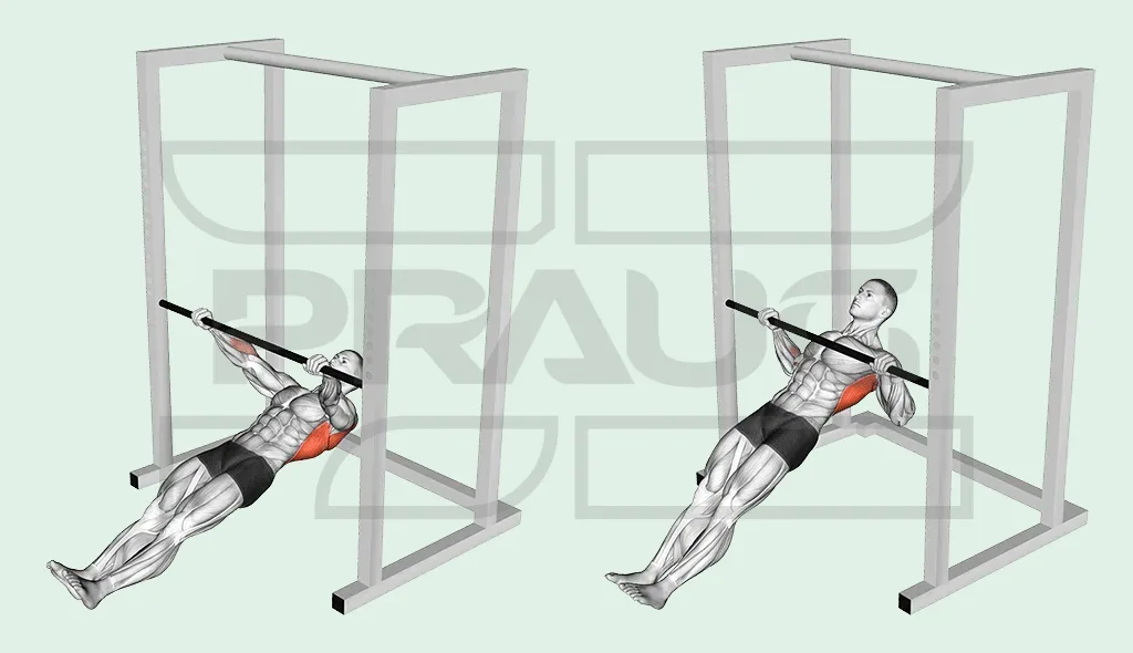 Illustration anatomique d’une traction australienne sous une barre de rack : corps tendu sous la barre bras allongés, puis poitrine tirée jusqu’à la barre, haut du dos surligné en rouge.