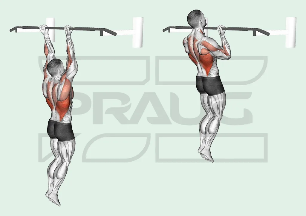 Homme vu de dos suspendu à une barre fixe, bras tendus puis menton au niveau de la barre, grand dorsal et bras surlignés en rouge.