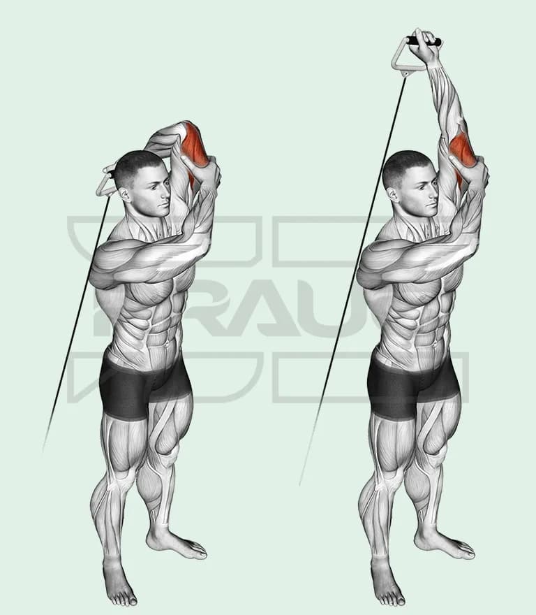 Extension triceps à un bras à la poulie basse : poignée tenue derrière la tête, l’autre main qui stabilise le bras, puis bras tendu vers le plafond.
