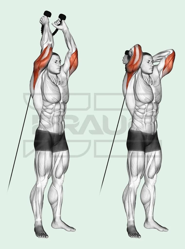 Extension triceps à la poulie basse en deux temps : dos au câble, corde tenue derrière la tête coudes pliés, puis bras tendus au-dessus de la tête.