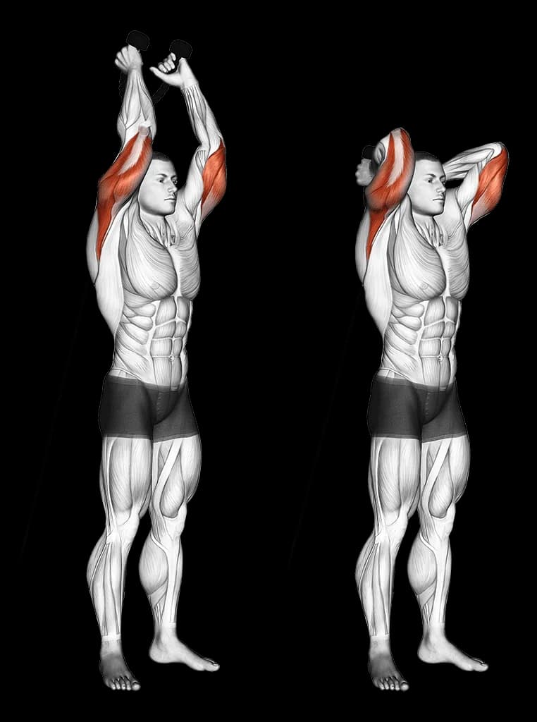 Extension triceps poulie basse