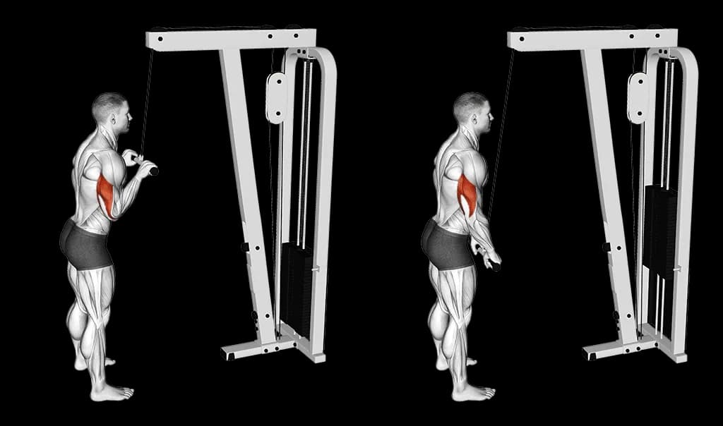 Extension triceps poulie haute