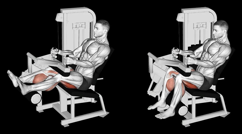 Leg curl assis