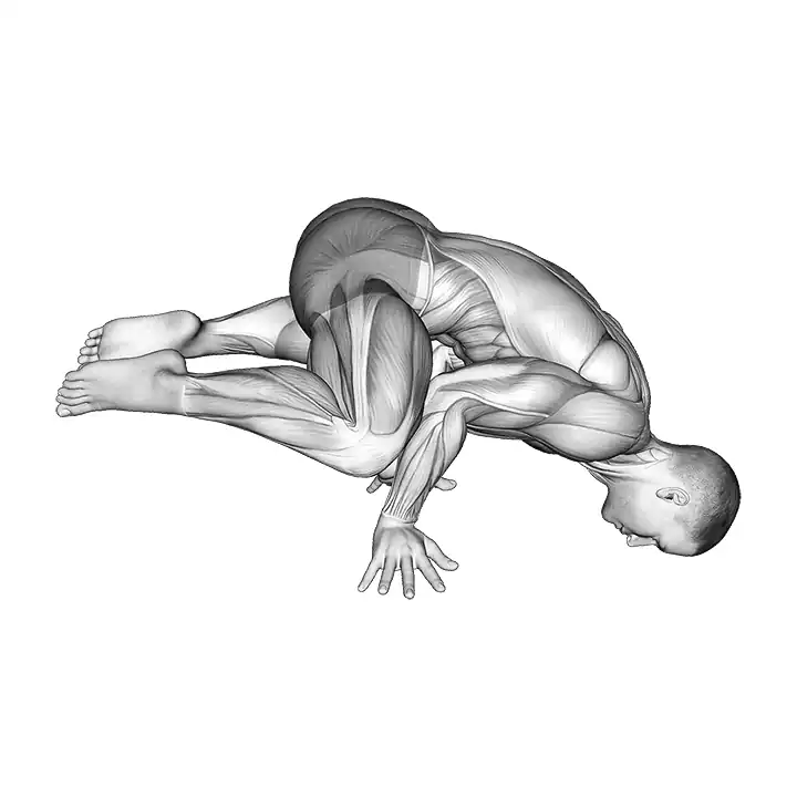 Planche grenouille