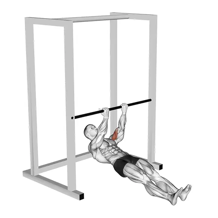 Curl biceps à la barre fixe