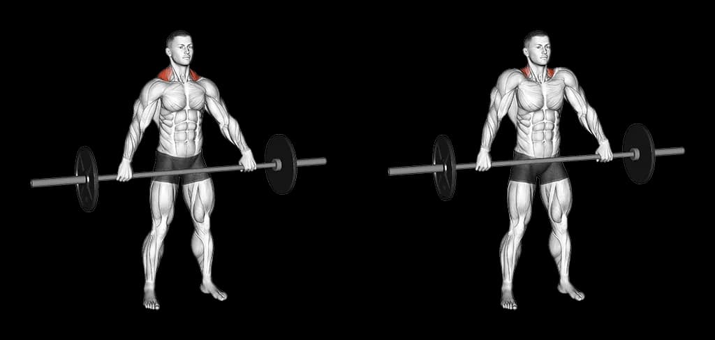 Shrug à la barre
